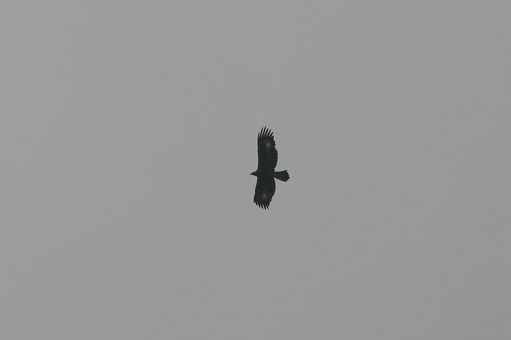 sorpresa aquila reale